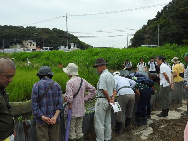　ミズアオイなどの動植物観察