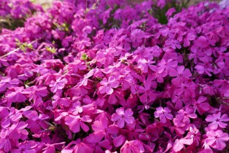 写真：芝桜