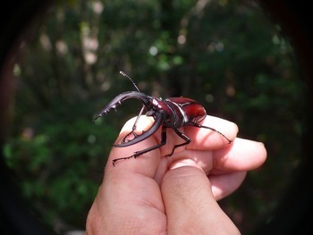 ノコギリクワガタの写真