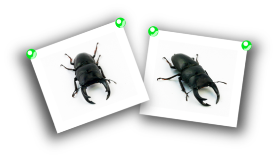 オオクワガタ