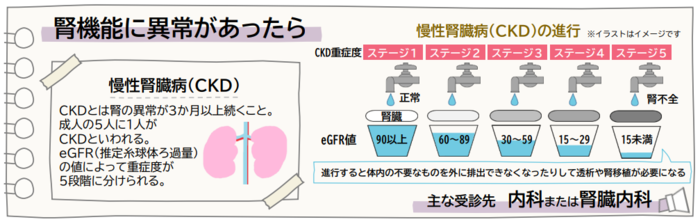 腎臓の異常が3か月以上続くことを慢性腎臓病（CKD）といいます。CKDが進み腎不全になると、透析や腎移植が必要になることもあります。主な受診先は内科または腎臓内科です。