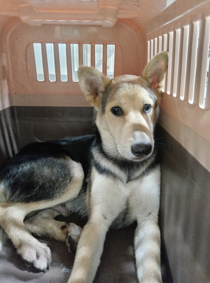7月16日児島下の町6丁目保護犬