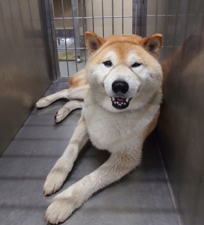いぬじ JxK.Studio】JXK054ABC shiba inu Leg Lift 1/6スケール 柴犬 イヌ