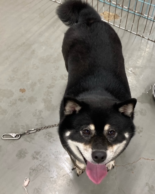 保護犬写真