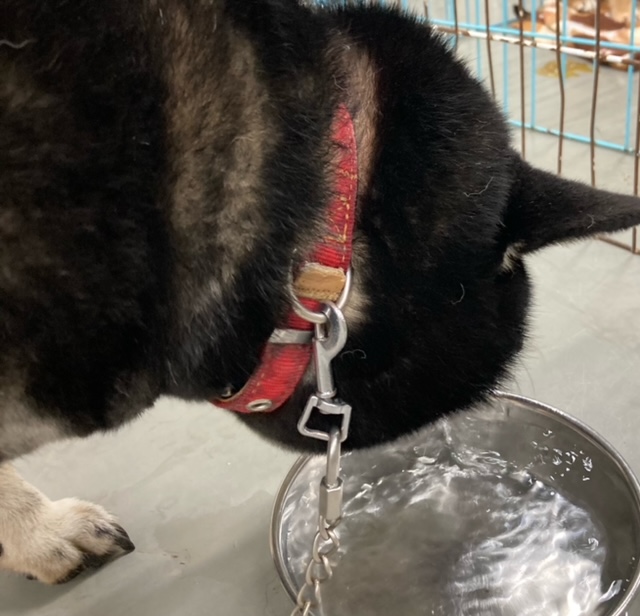 首輪