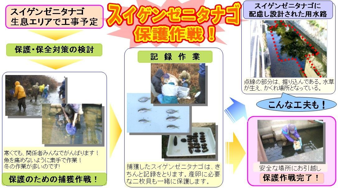写真：スイゲンゼニタナゴ保護作戦の様子