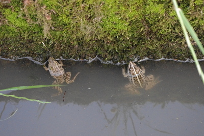 写真：ダルマトノサマ