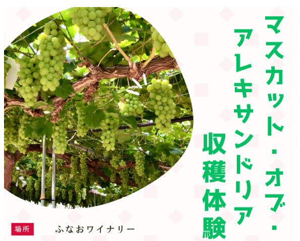 マスカットオブアレキサンドリアイメージ写真