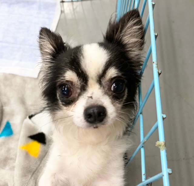 写真：保護犬