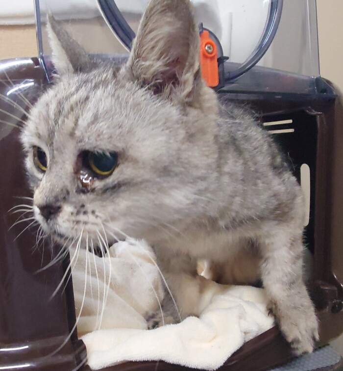 写真：保護猫