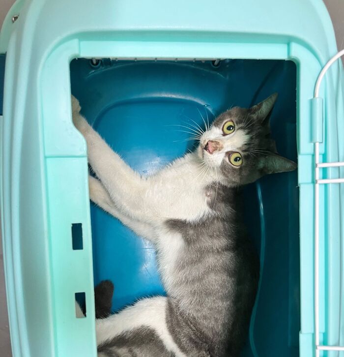 写真：保護猫