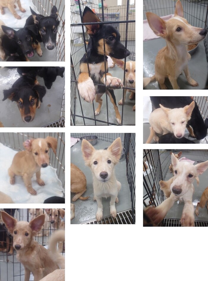 写真：保護犬