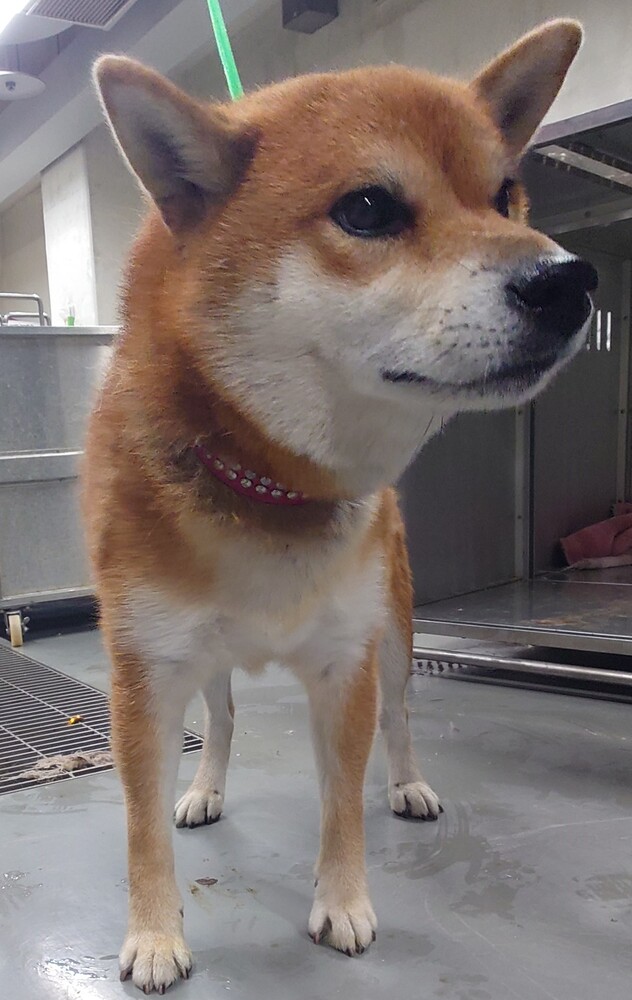 写真：保護犬