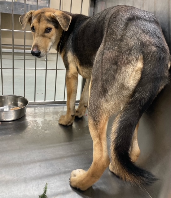 写真：保護犬