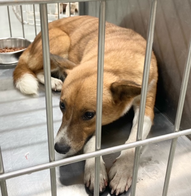 写真：保護犬