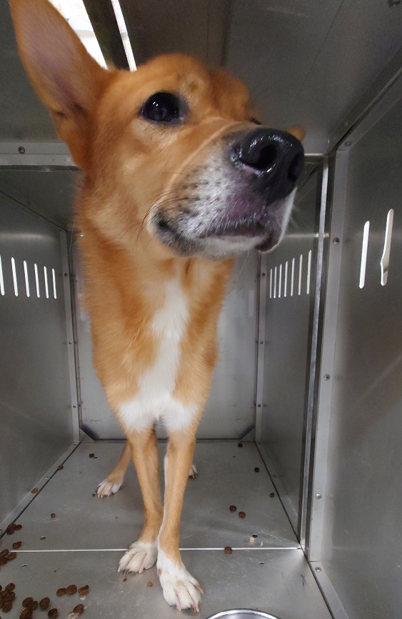 写真：保護犬