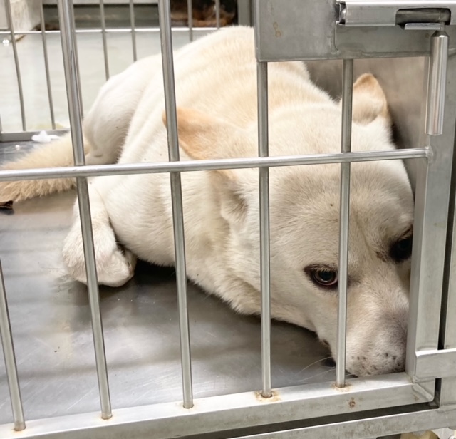 写真：保護犬