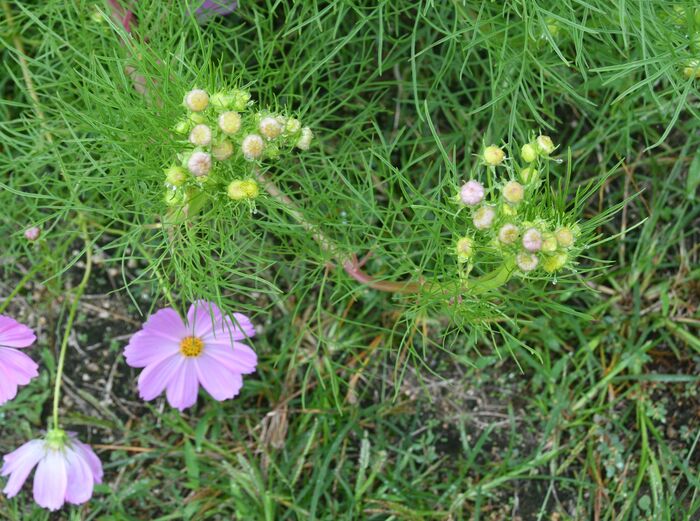 帯化したコスモス写真2