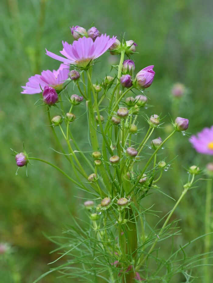 帯化したコスモス写真3
