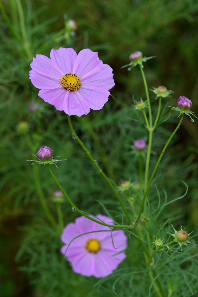 標準的なコスモス写真