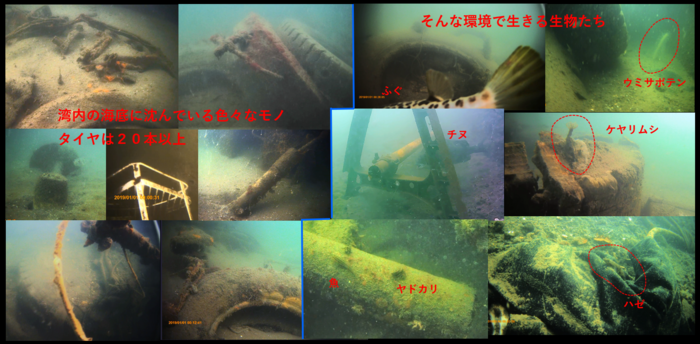 海底に沈んでいるものと生物の写真