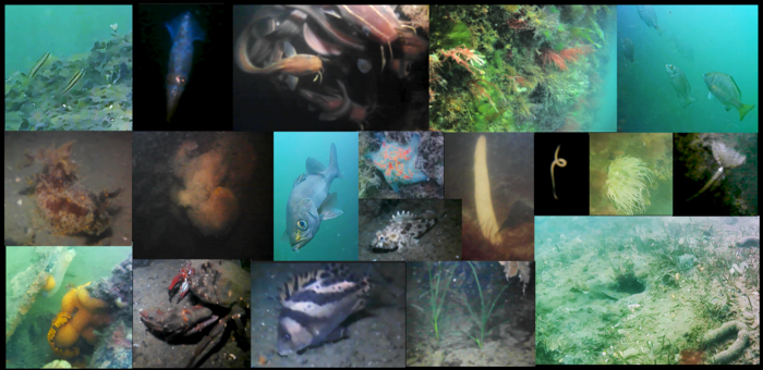 水島港の生物の写真