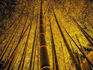 春宵あかりでの竹林ライトアップ