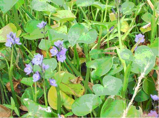 写真：ミズアオイ2