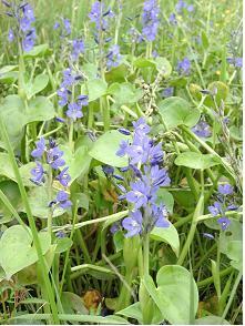 写真：ミズアオイ1