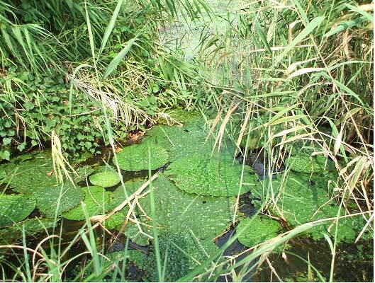 写真：本性院の池のオニバス