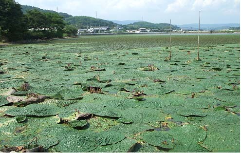 写真：新池のオニバス1