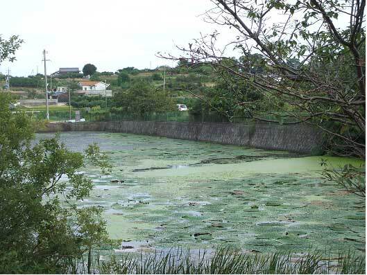 写真：塩田池のオニバス