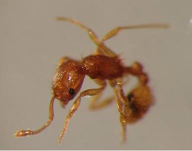 写真：コカミアリ