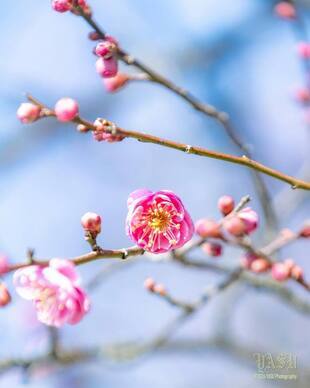 種松山西園地の梅の写真