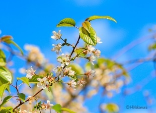 阿知フラワーポッケのヒマラヤザクラの写真