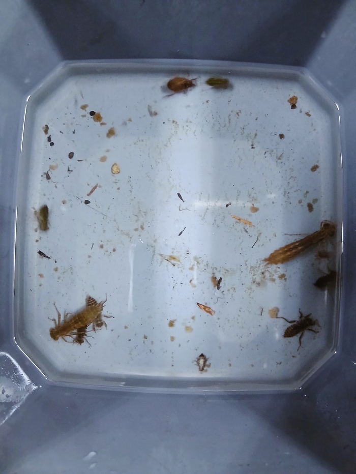 水生昆虫の画像