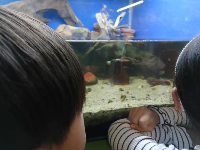 ミニ水族館