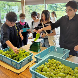 写真：マスカットの重さを計る様子