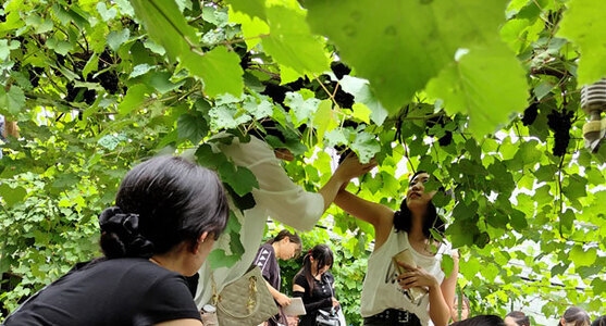 写真：シラガブドウの収穫の様子