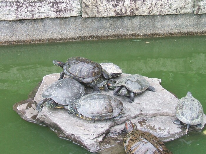 アカミミガメ写真