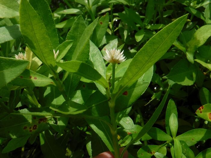 ナガエツルノゲイトウ写真