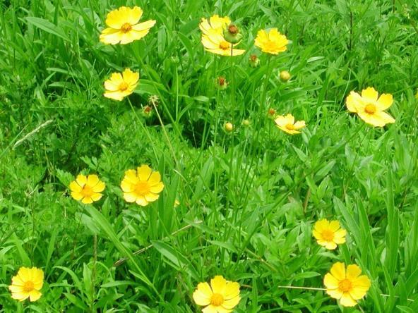 オオキンケイギクの写真1