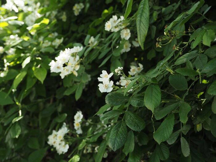 観察できた植物1
