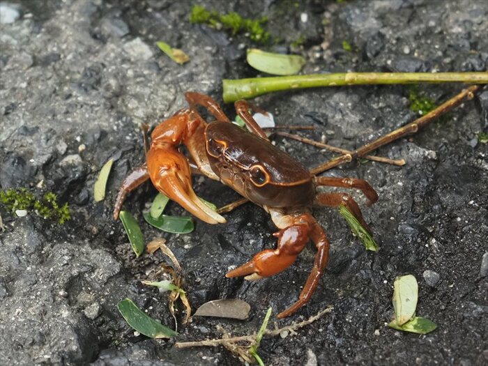 観察できたもの