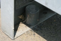 写真：セアカゴケグモの巣の様子