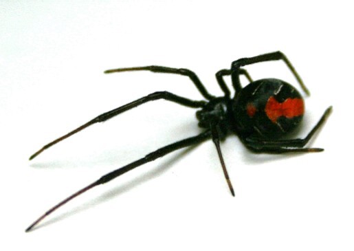 セアカゴケグモ写真