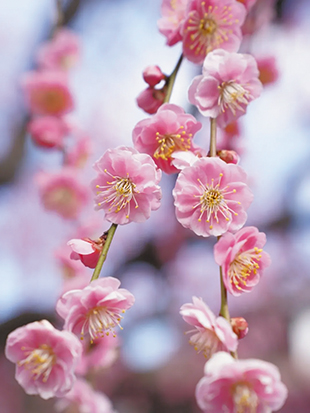 写真：有城のしだれ梅