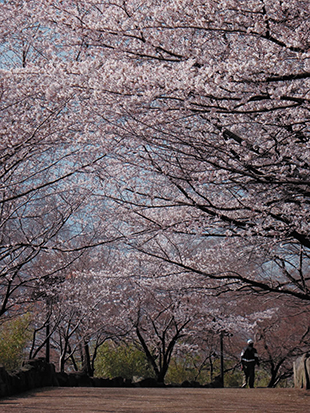 写真：亀島山の桜