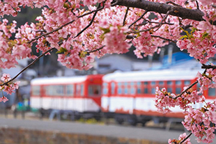 写真：河津桜と可愛い電車
