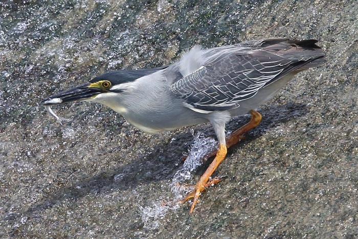 魚獲りのササゴイの写真